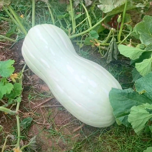 Giant Butternut Squash Seed