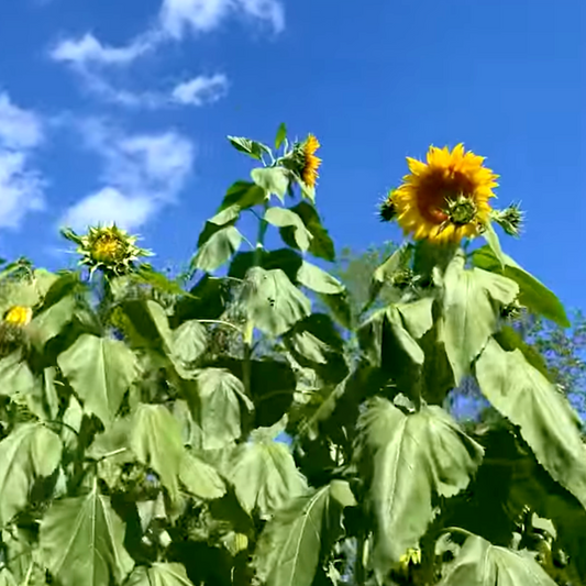 Giant Sunflower Seed