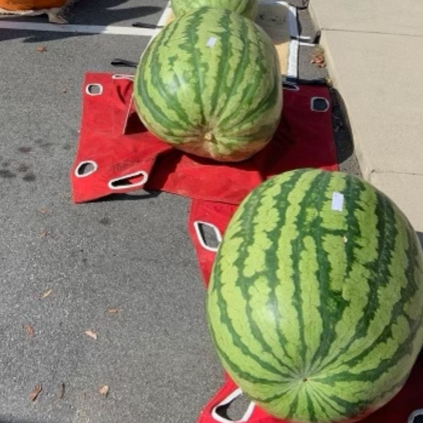 Giant Watermelon Seed Grow a 300 lb Watermelon! Lazy Dog Farm