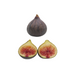 Italian 258 Fig Tree from Lazy Dog Farm
