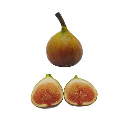 Olympian Fig Tree from Lazy Dog Farm