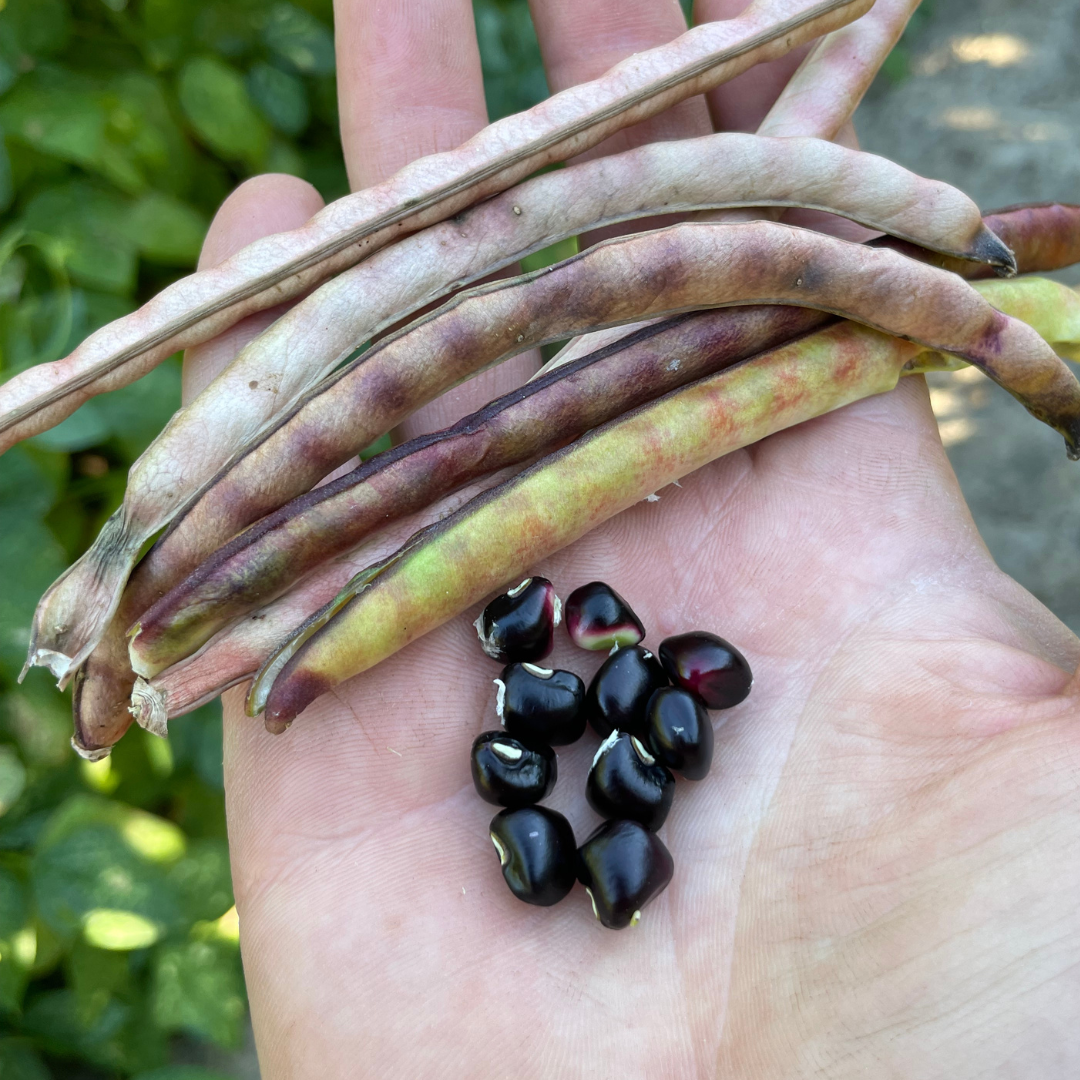 Tennessee Purple Pea Seed