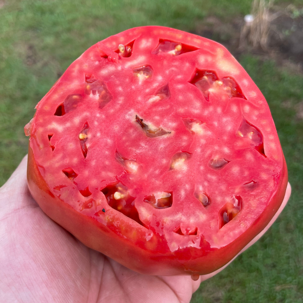 Turkey Creek Tomato Seeds Heirloom Tomato Seeds Lazy Dog Farm